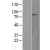 Western Blot: TLR1 Lysate [NBL1-16950] - Western Blot experiments. 
Left-Control; Right -Over-expression Lysate for TLR1